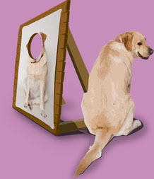 Porndogs Greeting Cards